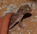 Stenodactylus-mauritanicus-03000015538_01_t.jpg