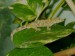 Eurydactylodes-agricolae-03000015079_01_t.jpg